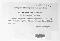 Marssonina violae image